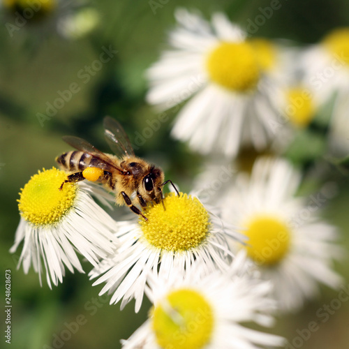 Bee on white, yellow aster. Collecting pollen and drink nectar. Purple flower with insect.