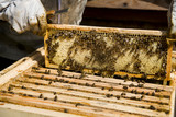 Frame with honey drawn from a beehive. Honeycombs in frame and bees. Choosing honey by beekeeper.