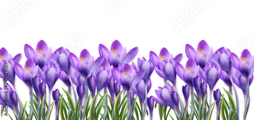 Crocus flowers background Vector watercolor. Botanical floral banner isolated...