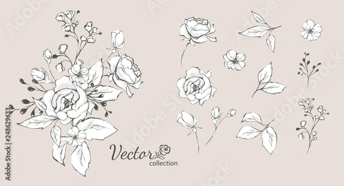 Set of floral branch. Flower rose,  leaves. Wedding concept with flowers. Floral poster, invite. Vector arrangements for greeting card or invitation design