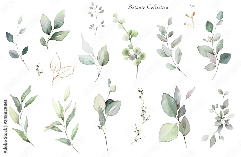 Set watercolor elements -  herbs, leaf. collection, eucalyptus.  illustration isolated on white background,  leaf. Botanic - obrazy, fototapety, plakaty 