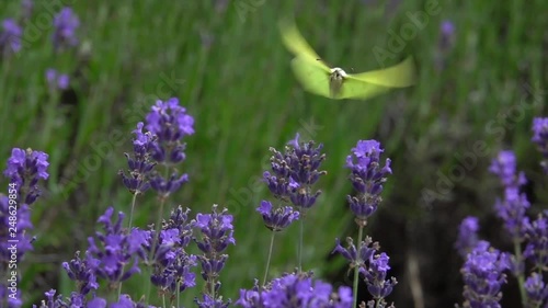 Zitronenfalter (Gonepteryx rhamni) fliegt in Lavendelfeld im Moseltal