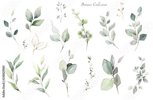Set watercolor elements -  herbs  leaf. collection  eucalyptus.  illustration isolated on white background   leaf. Botanic