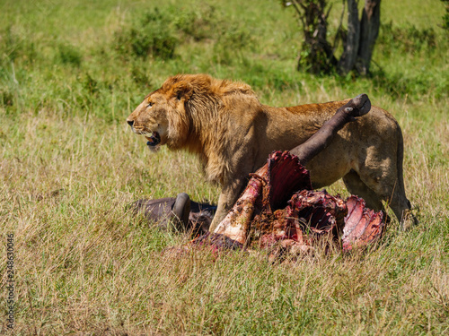 East african lion protecting his cape buffalo prey