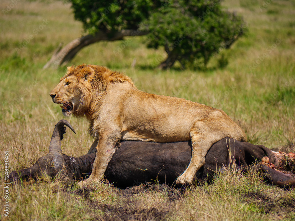 East african lion protecting his cape buffalo prey East african lion protecting his cape buffalo prey