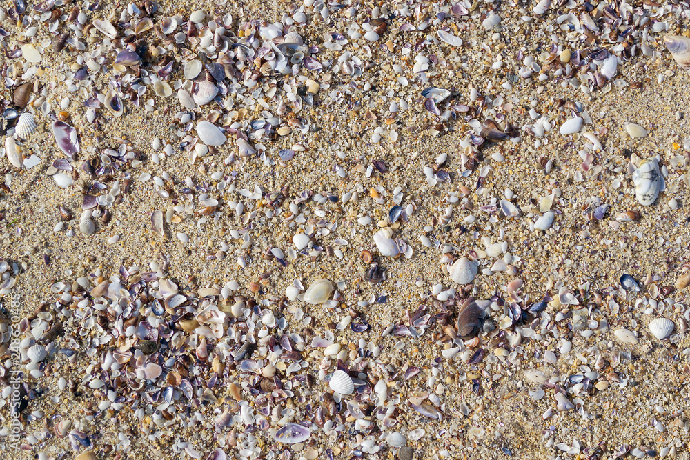 A lot of colorful small seashells on the sea sand. Surface of yellow sea sand with fragments of multicolored seashells.