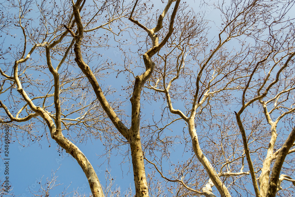 Trunk and branches of an old plane tree with spotted bark against a blue spring sky on a sunny day. Trunk and branches of an old plane tree with spotted bark against a blue spring sky on a sunny day.