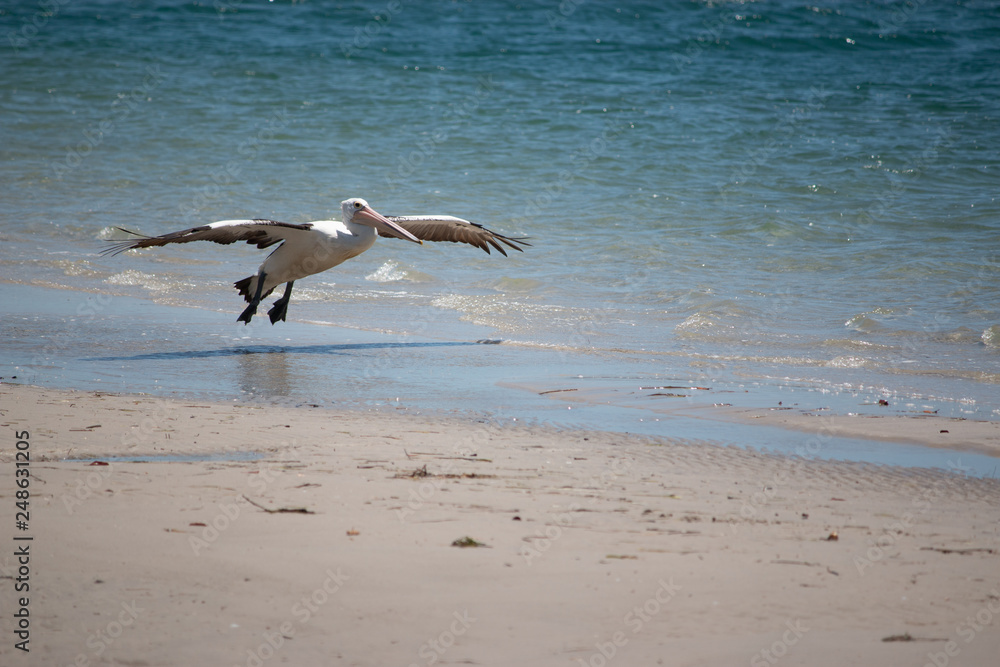 pelican flying on the beach beauty in nature pelican flying on the beach beauty in nature