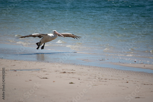 pelican flying on the beach beauty in nature