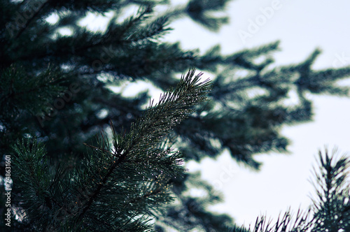 Pine branches and needles with dewdrops after rain © buharina
