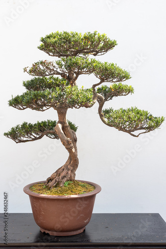 Pine bonsai tree on a wooden table against white wall in Baihuatan public park, Chengdu, Sichuan province, China