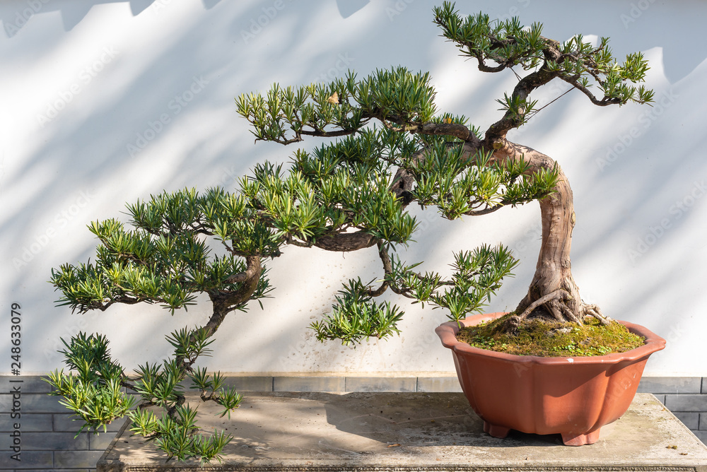 Fotobehang Bonsai Twisted pine bonsai tree on a wooden table against white wall in Baihuatan public park, Chengdu, Sichuan province, China #248633079