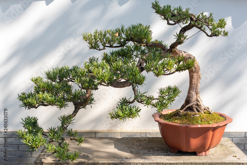Картината върху платно Twisted pine bonsai tree on a wooden table against white wall in Baihuatan publi