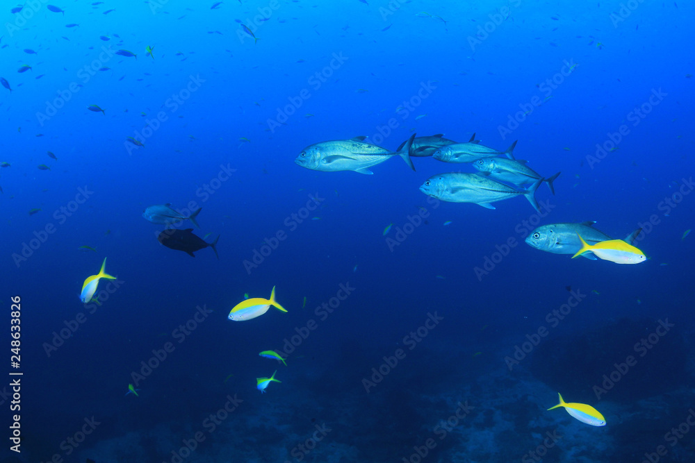 Fototapeta premium Rafa koralowa i ryby w Tajlandii