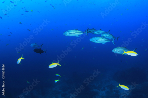Coral reef and fish in Thailand  © Richard Carey