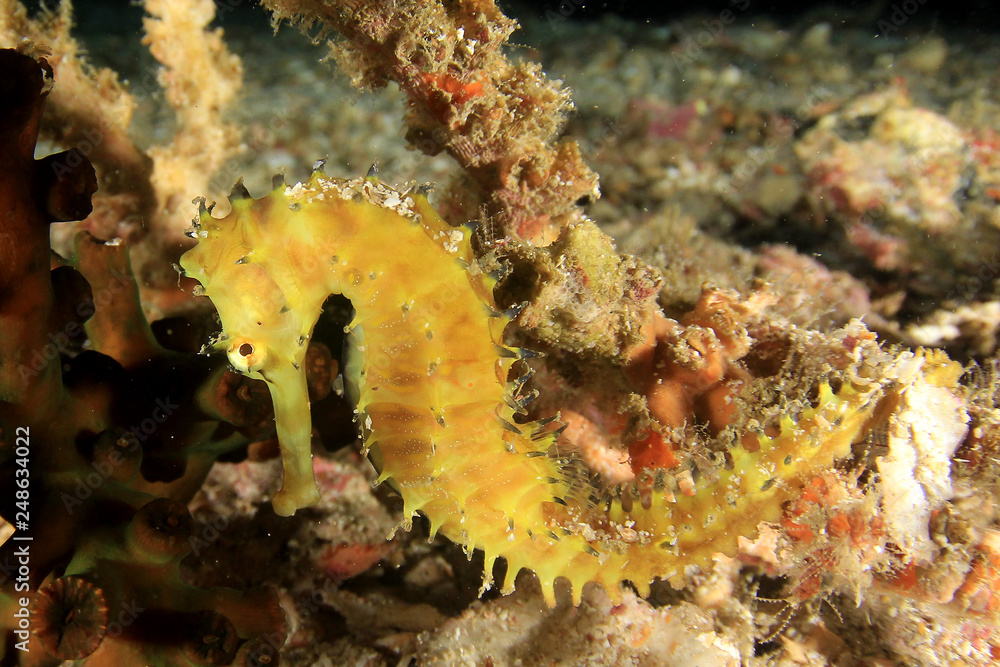 Thorny Seahorse Thorny Seahorse