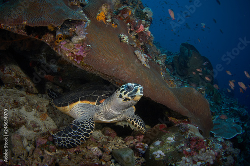 turtle underwater