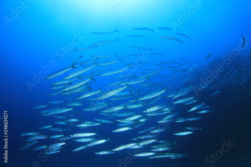 School of Bigeye Barracuda fish 
