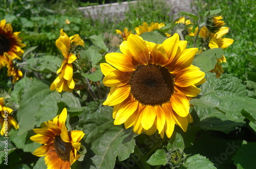 field of sunflowers