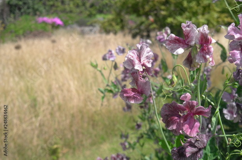 purple flowers in field