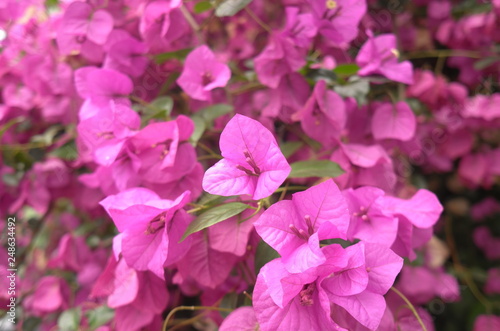 pink flowers in the garden
