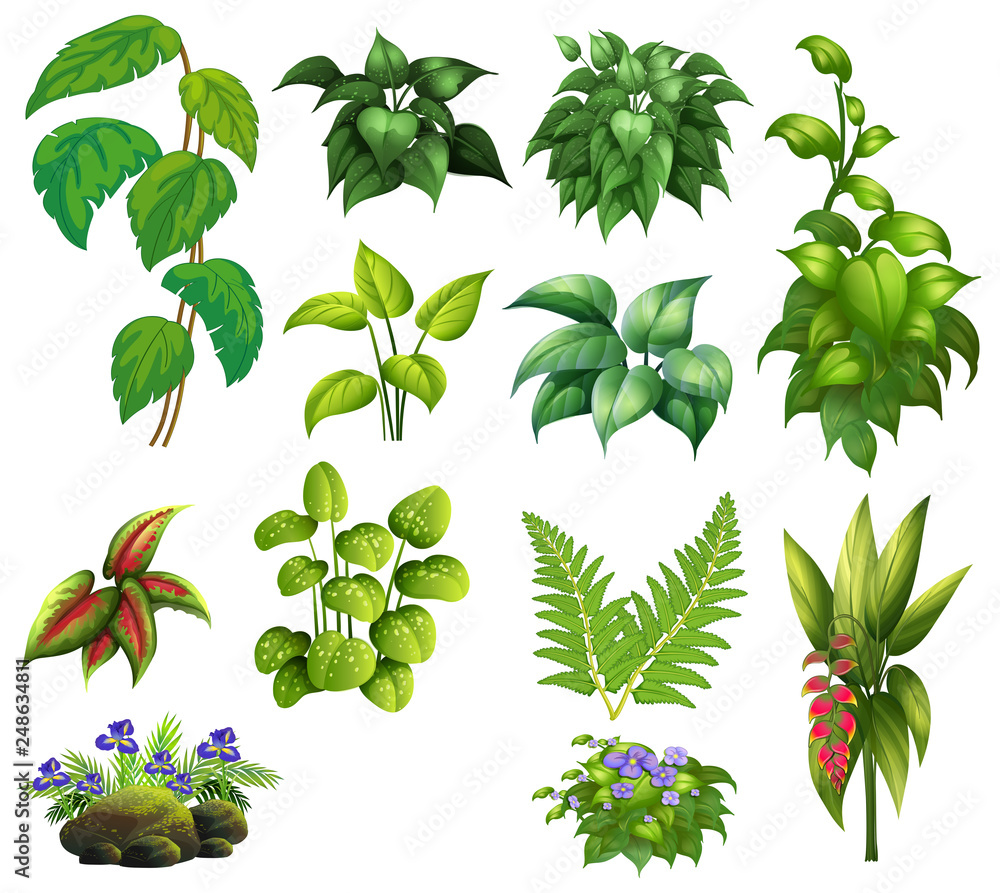 Set of decor plant Set of decor plant
