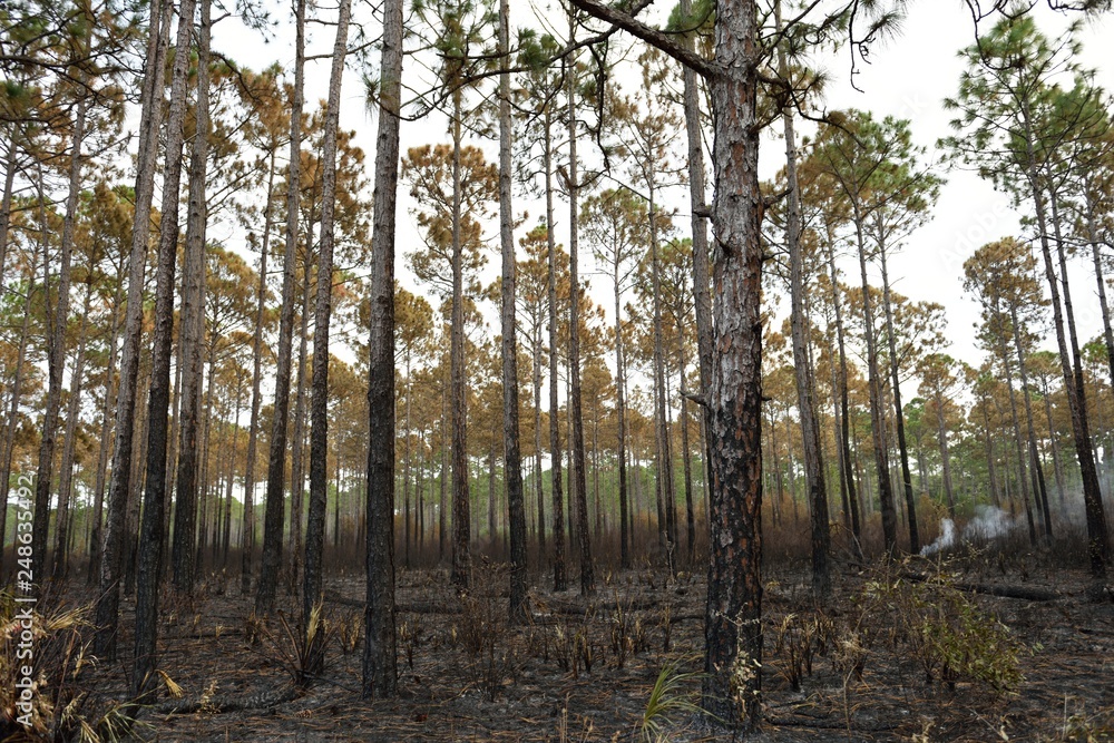 Burning, blackened, charred, smoky grove of trees, forest, Apalachicola Burning, blackened, charred, smoky grove of trees, forest, Apalachicola