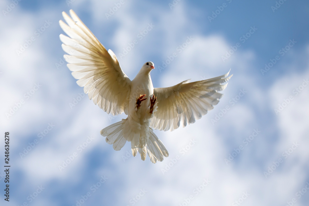 Obraz premium Pigeon
