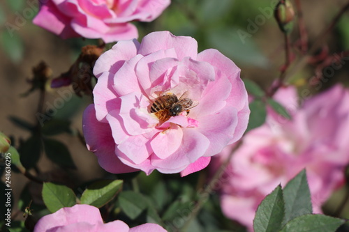 Bees pollinating pink rose flower