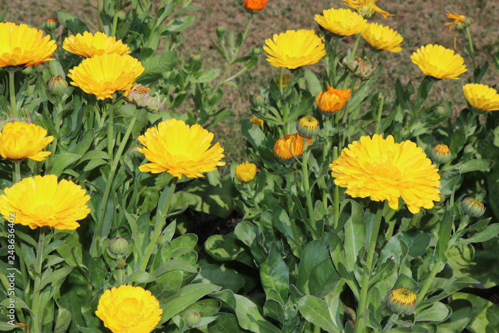 yellow flowers in garden yellow flowers in garden
