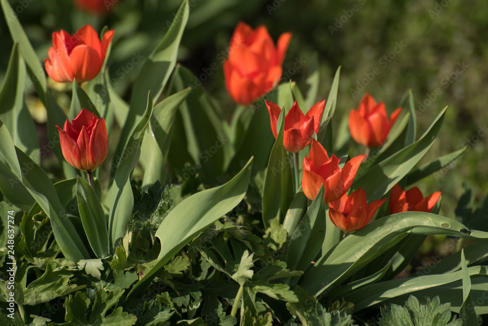 Naklejka premium Tulpen