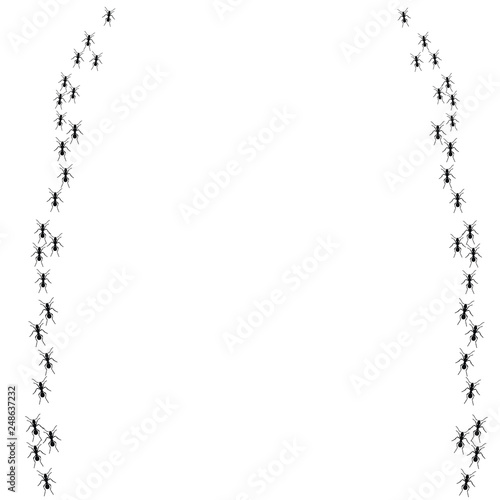 isolated, ant silhouette, colony crawling