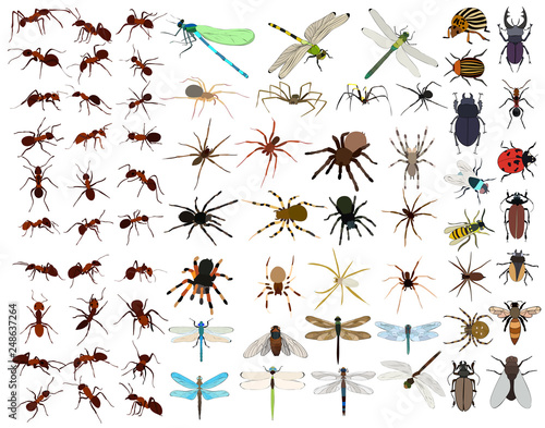 set of insects
