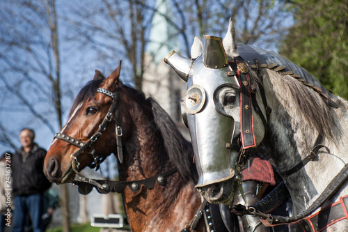 Horses dressed in knightly armor. Horses on the medieval battlefield.