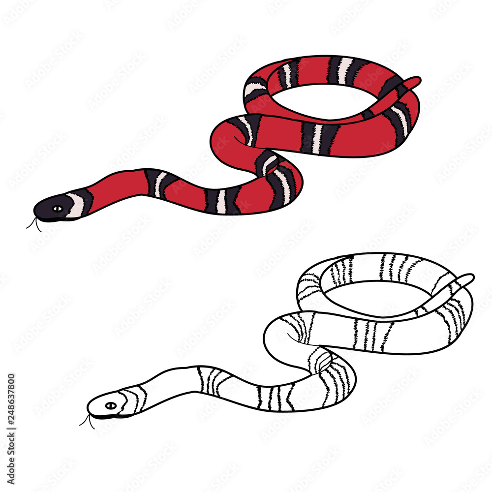 Naklejka premium vector, isolated, snake, red