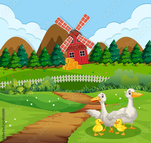 Duck family at farmland