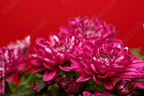 Bouquet of flowers. Chrysanthemums.