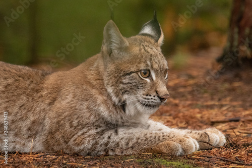 Beautiful Eurasian lynx cub in the wild. Cute little cat, dangerous and endangered. Wild and natural shot.