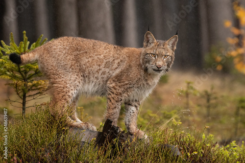 Beautiful Eurasian lynx cub in the wild. Cute little cat  dangerous and endangered. Wild and natural shot.