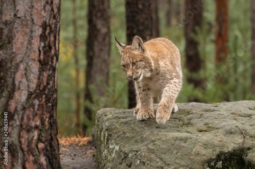 Beautiful Eurasian lynx cub in the wild. Cute little cat, dangerous and endangered. Wild and natural shot. © janstria