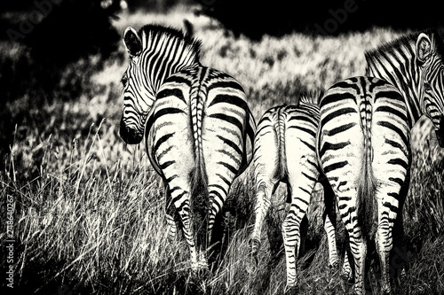 Zebras im Kwai Konzessionsgebiet
