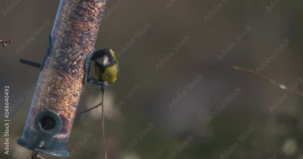 Great Tit balanced on seed feeder flying slow motion Great Tit balanced on seed feeder flying slow motion