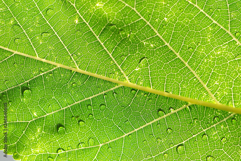 Fototapeta premium HOJAS EN MACRO CON ROCÍO