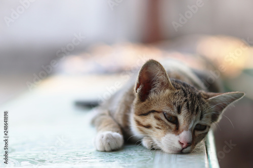 Cute stripe cat lay down on the bench with lonely eyes and copy space © PONGNARET