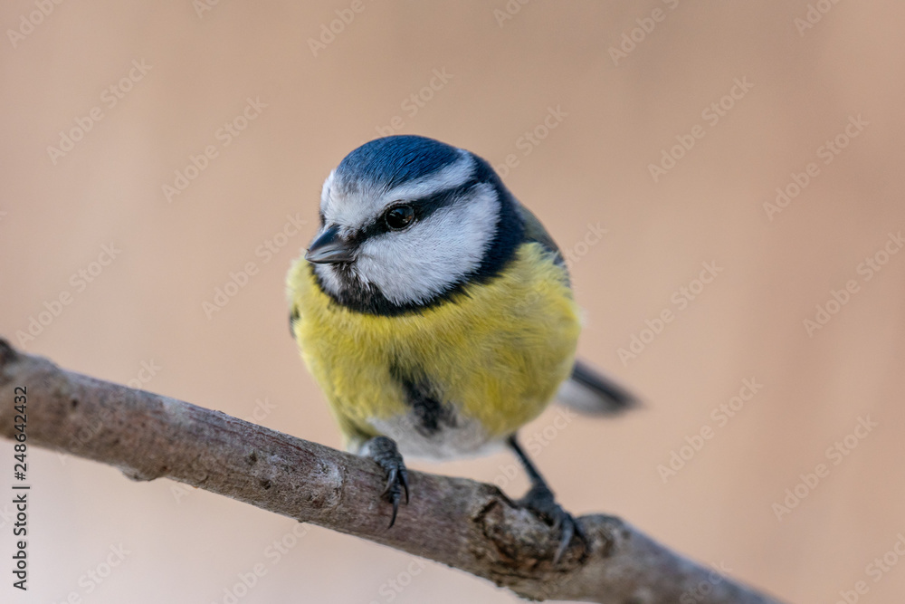 Obraz premium Detailed close up of a blue tit sitting on a branch