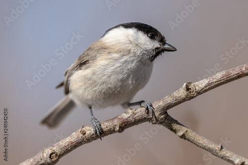 Detailed close up of a marsh tit in spring sunshine