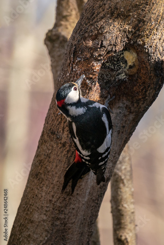 Great Spotted Woodpecker sitting on a tree trunk in sunlight