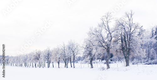 banner with a winter landscape snowy trees in a alley © annaia