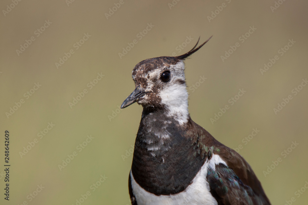 Obraz premium Northern Lapwing animal