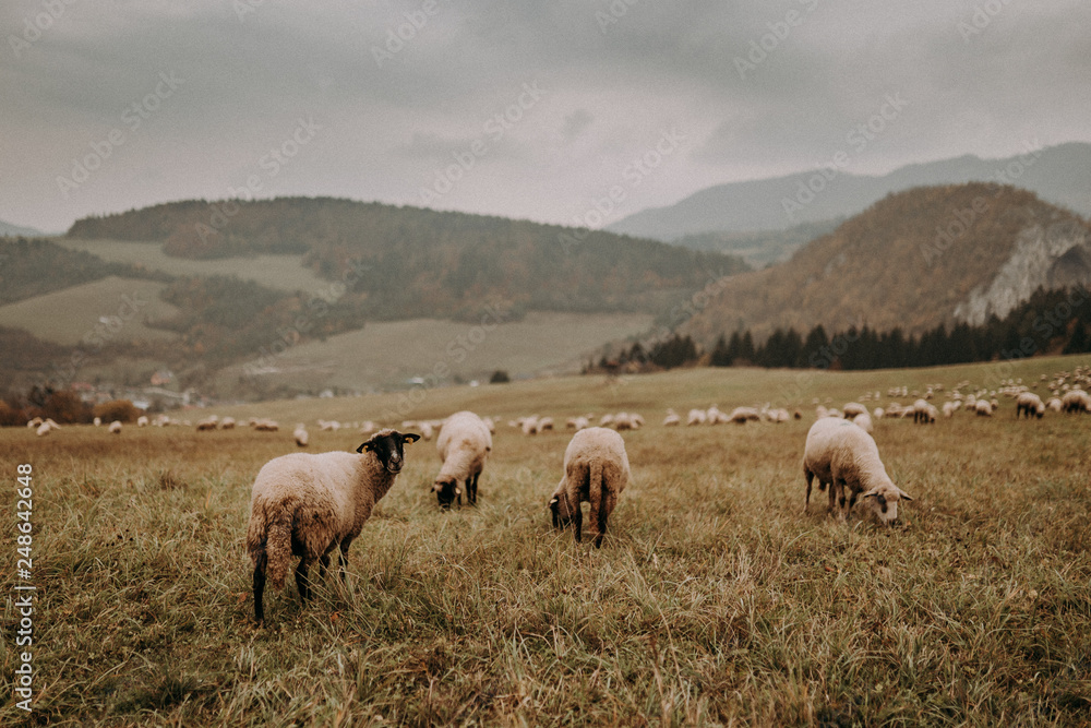 Fototapeta premium flock of sheep on green meadow, foggy mountains background. sheep's pasture. sheep farming. 
